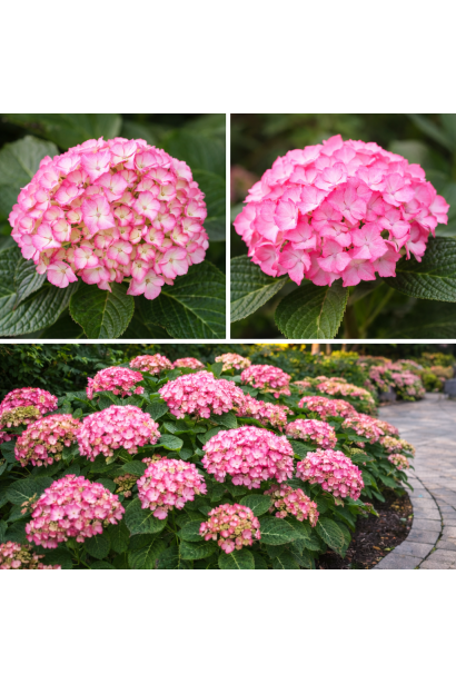 Hydrangea Мірай цвітіння